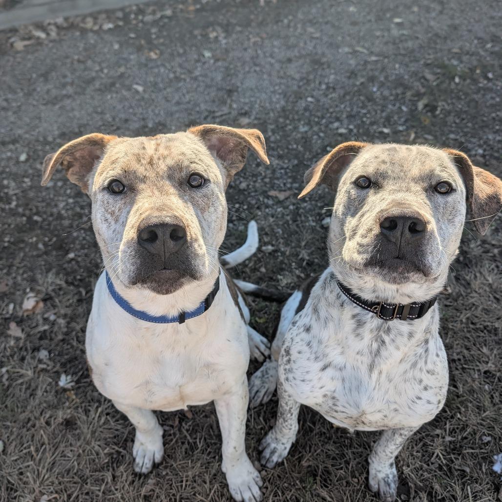 Enlarge Judd, a Adoptable American Bulldog in Jasper, IN image 6/6
