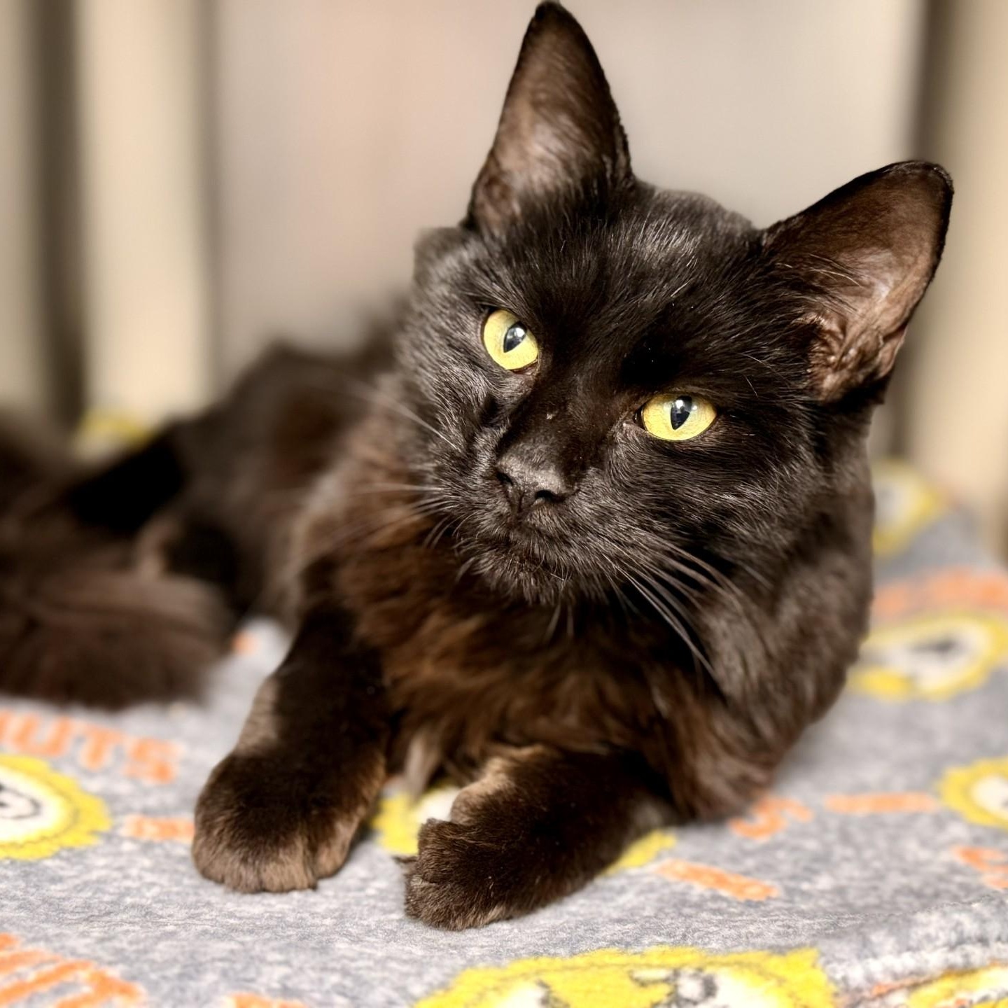 Enlarge Augie, a Adoptable Domestic Medium Hair in Manahawkin, NJ image 2/2