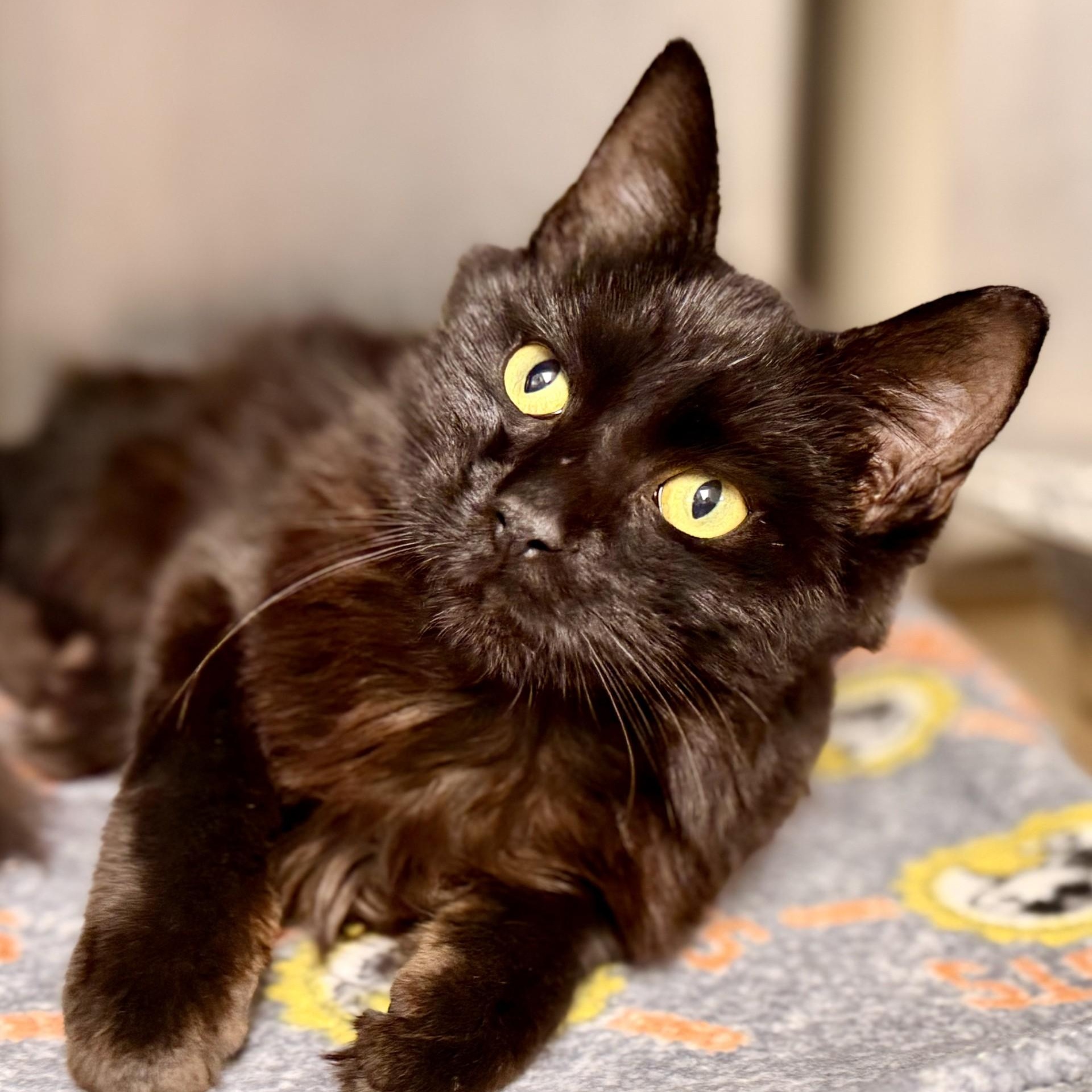 Enlarge Augie, a Adoptable Domestic Medium Hair in Manahawkin, NJ image 1/2