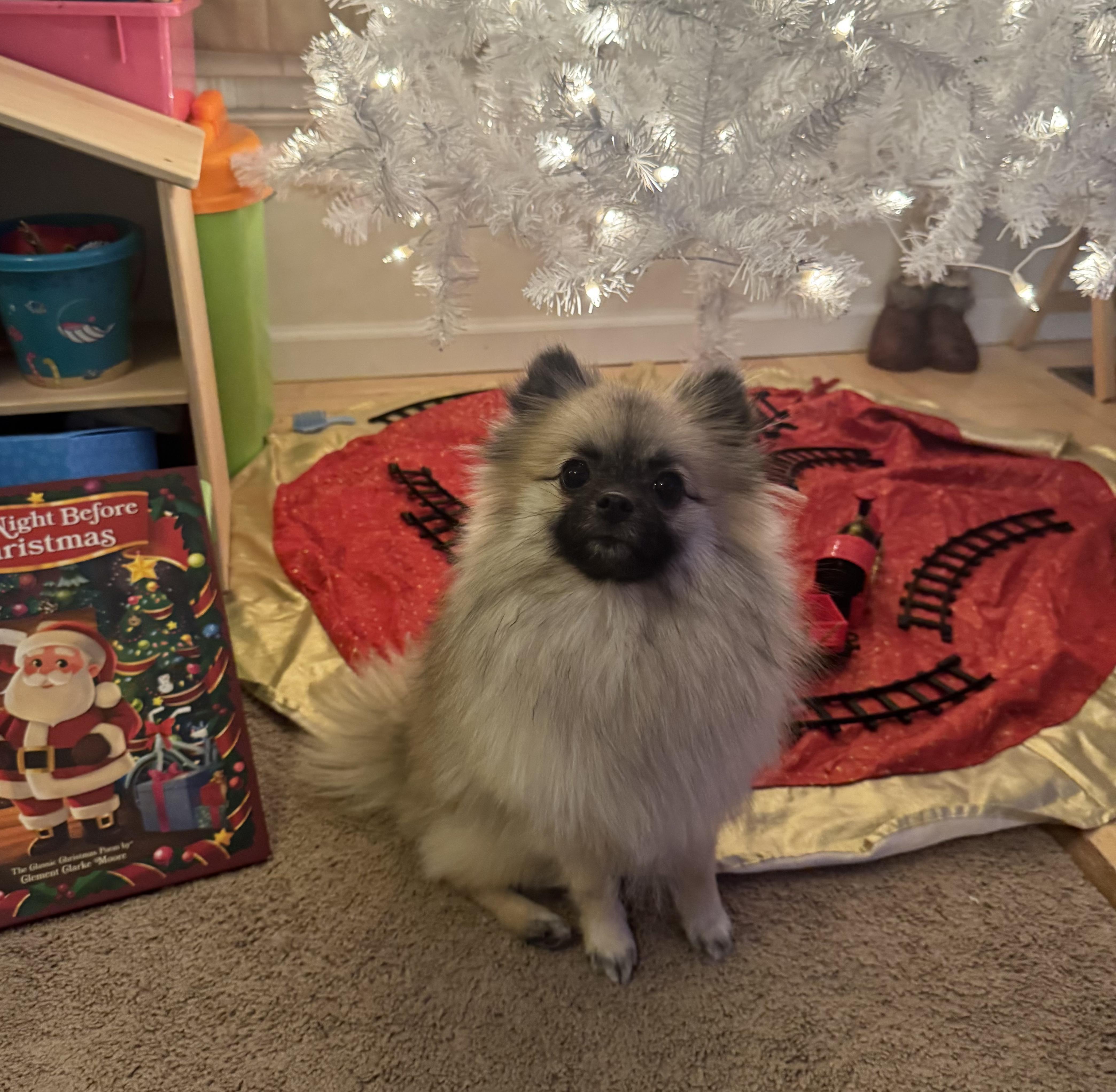 Rosie , Adoptable, Young Female Pomeranian.
