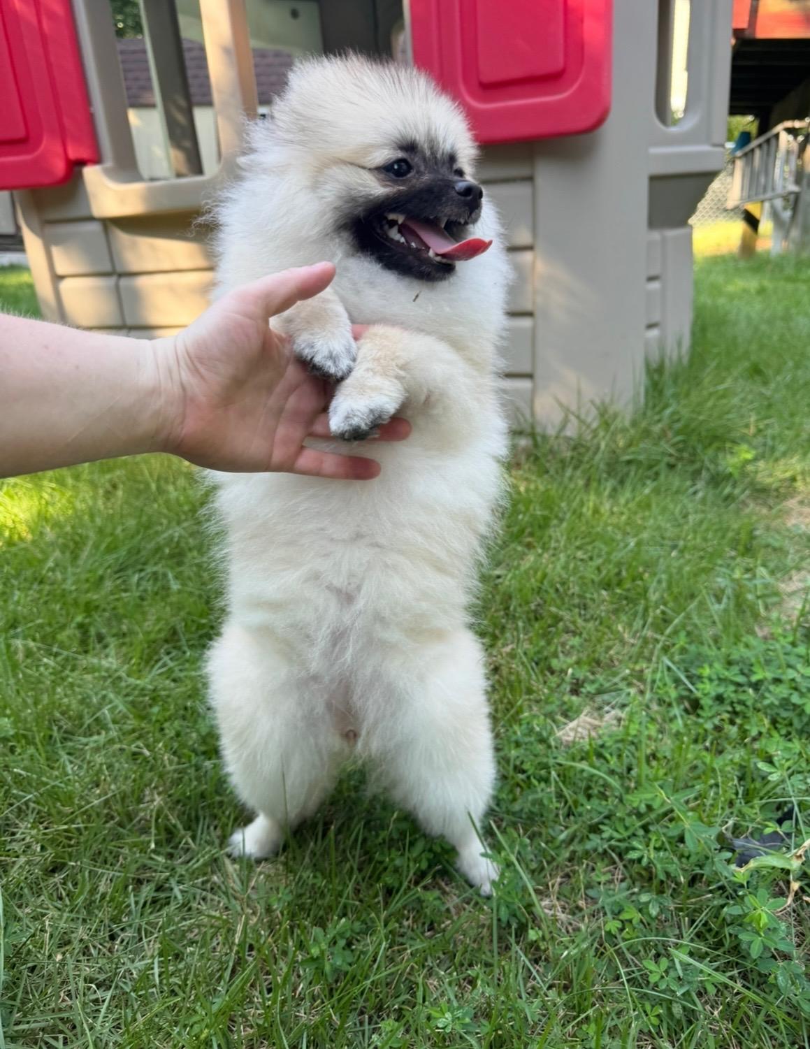 Rosie , a Adoptable Pomeranian in Waldorf, MD image 2/6