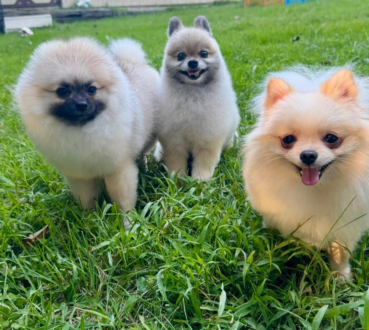Rosie , a Adoptable Pomeranian in Waldorf, MD image 3/6
