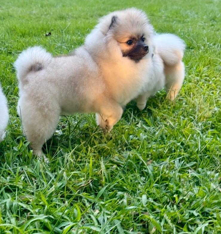 Rosie , a Adoptable Pomeranian in Waldorf, MD image 4/6