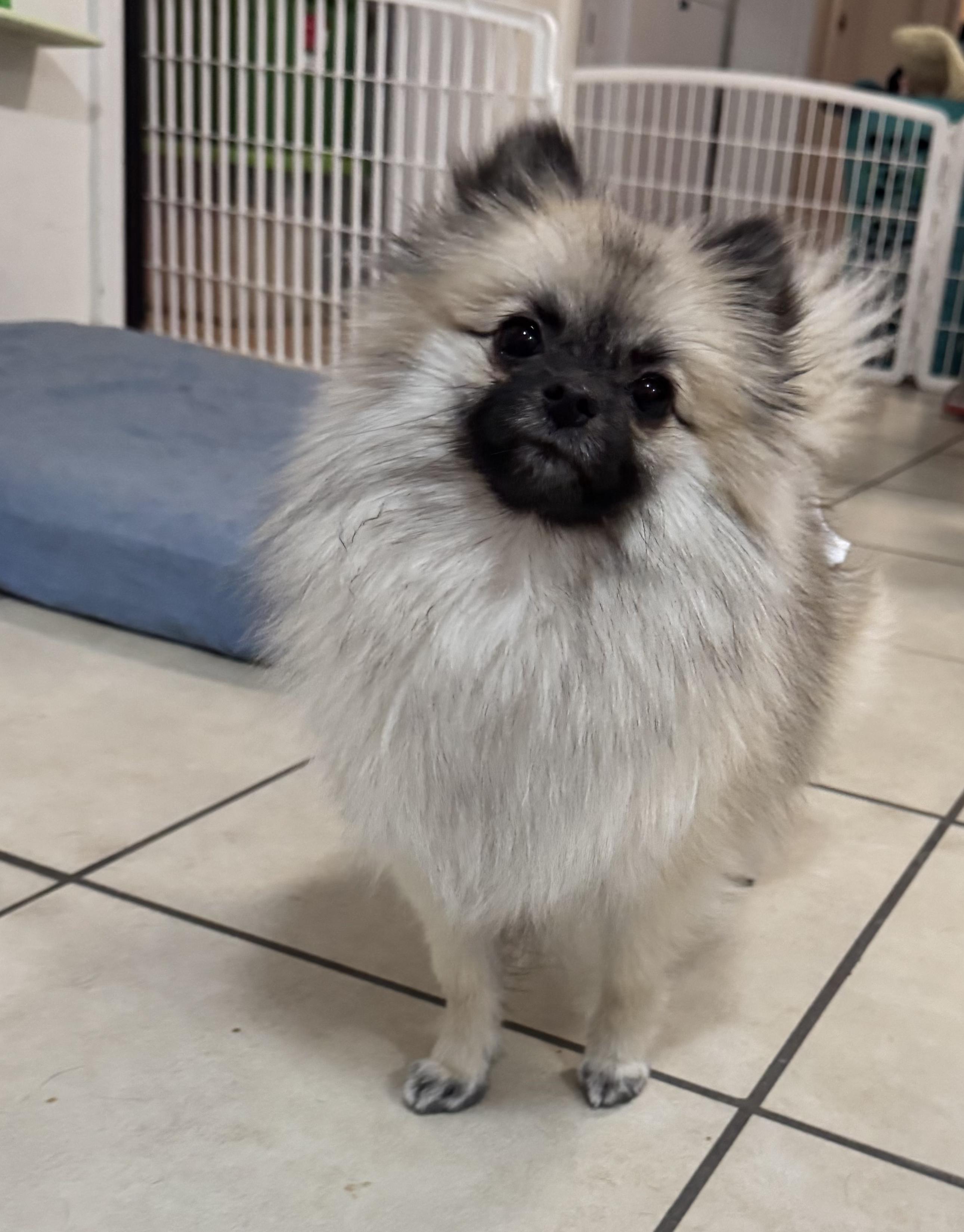 Rosie , a Adoptable Pomeranian in Waldorf, MD image 5/6