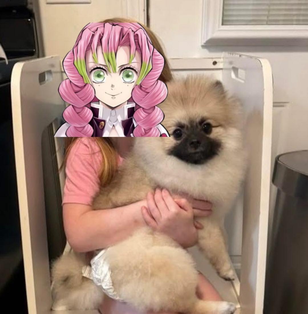 Rosie , a Adoptable Pomeranian in Waldorf, MD image 6/6