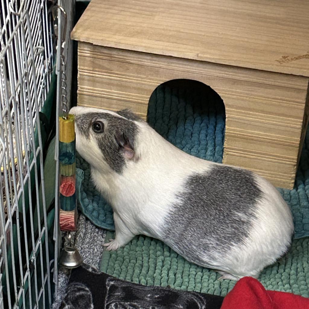 Enlarge Chloe, a Adoptable Guinea Pig in Las Vegas, NV image 1/2