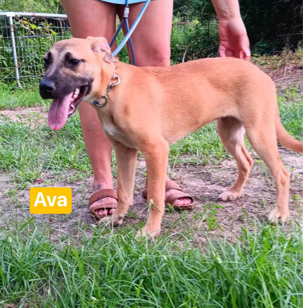 Ava, a Adoptable Black Mouth Cur in Ridgefield, CT image 1/3