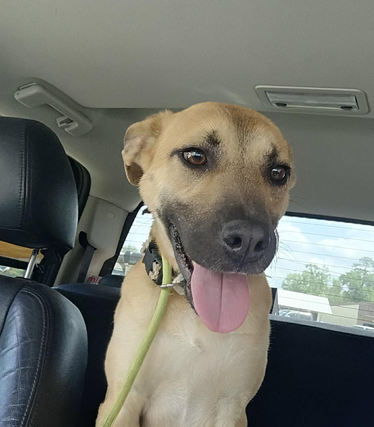 Ava, Adoptable, Young Female Black Mouth Cur.