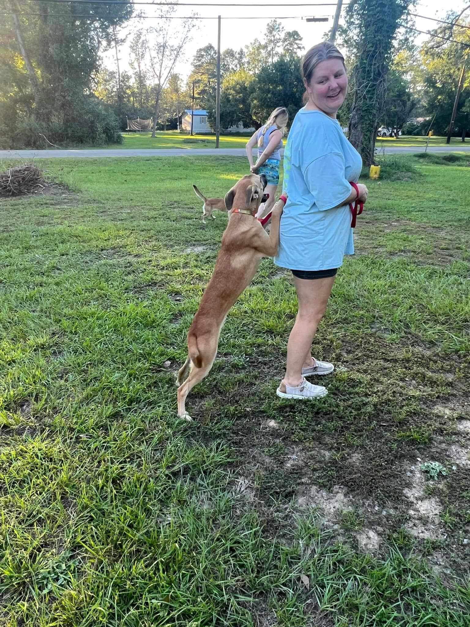Ava, a Adoptable Black Mouth Cur in Ridgefield, CT image 2/3