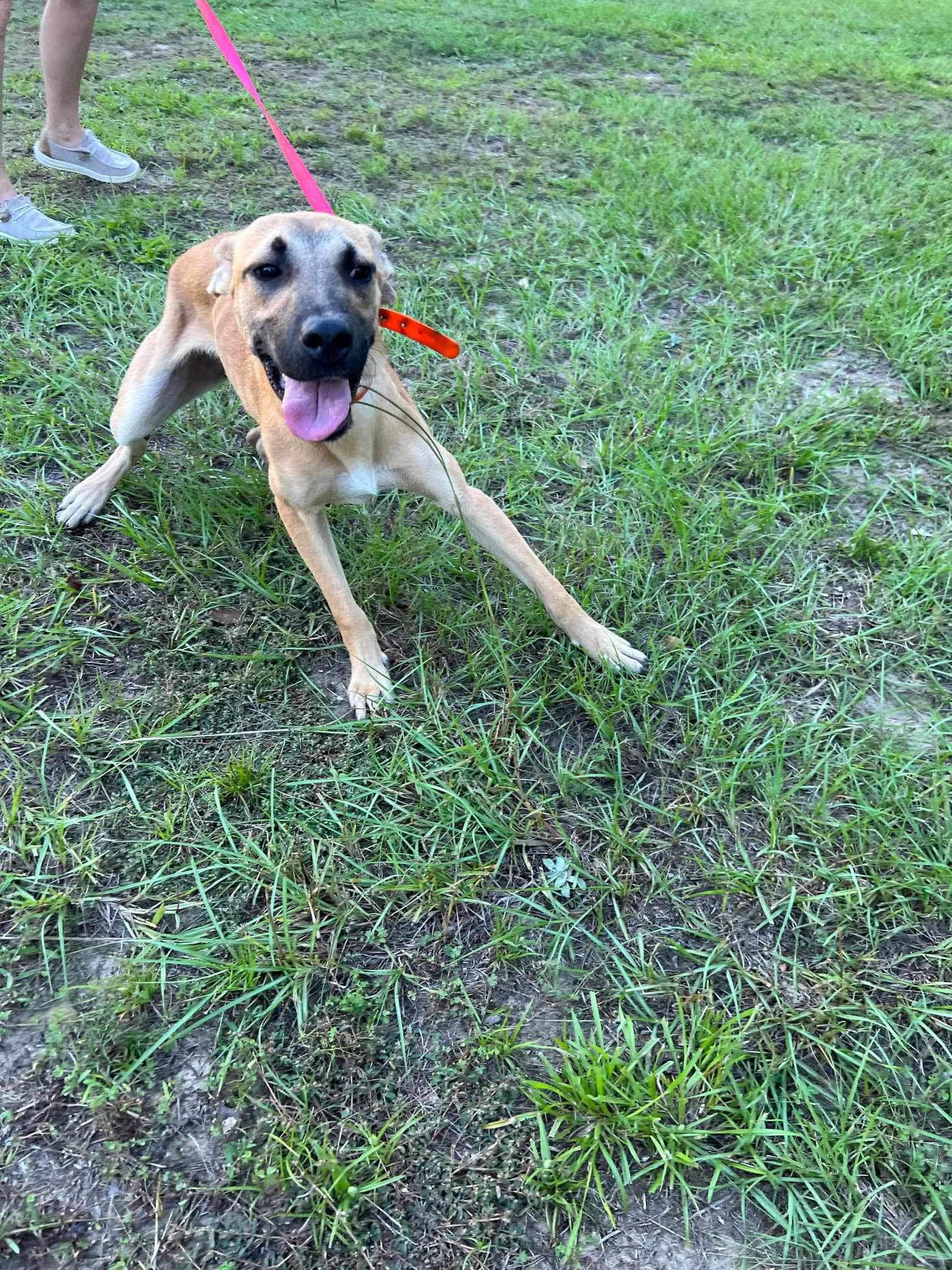 Ava, a Adoptable Black Mouth Cur in Ridgefield, CT image 3/3