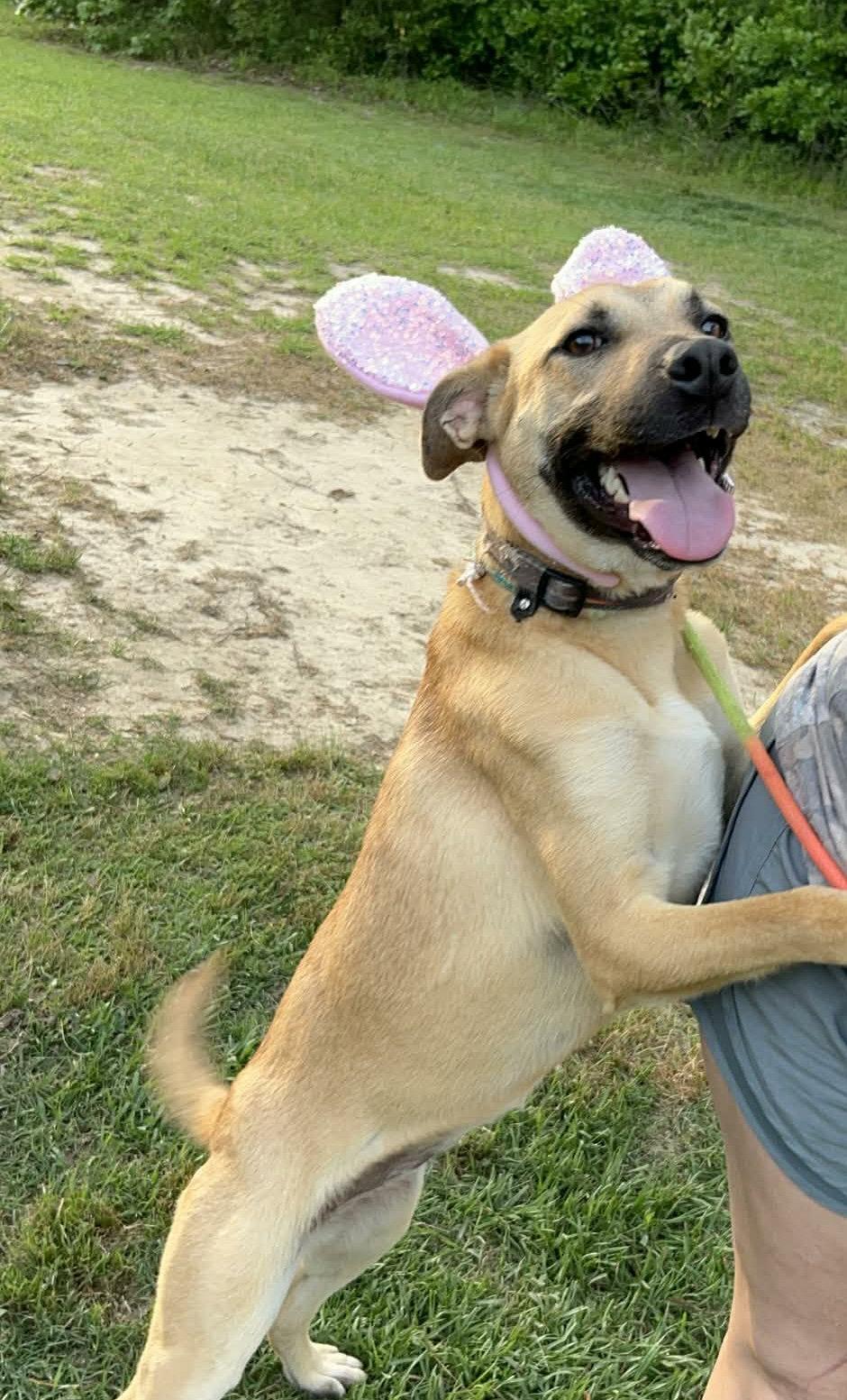 Enlarge Ava, a Adoptable Black Mouth Cur in Ridgefield, CT image 3/3