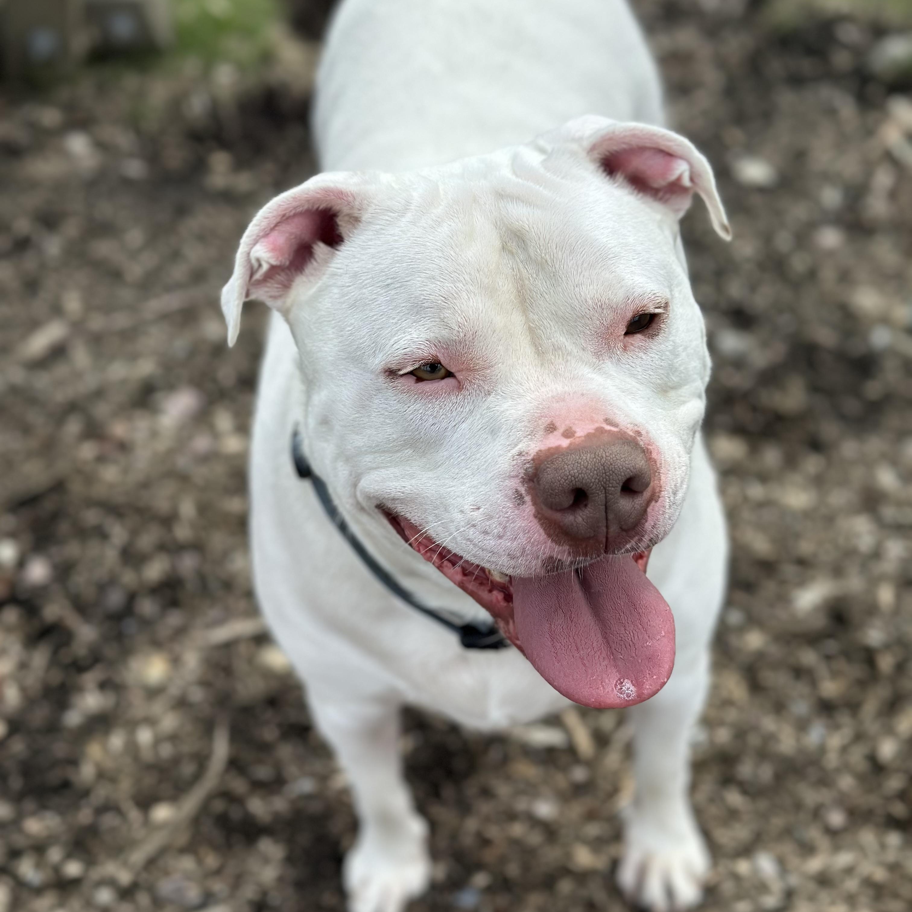 Enlarge Jasper, an adoptable mixed breed in West Milford, NJ image 6/6