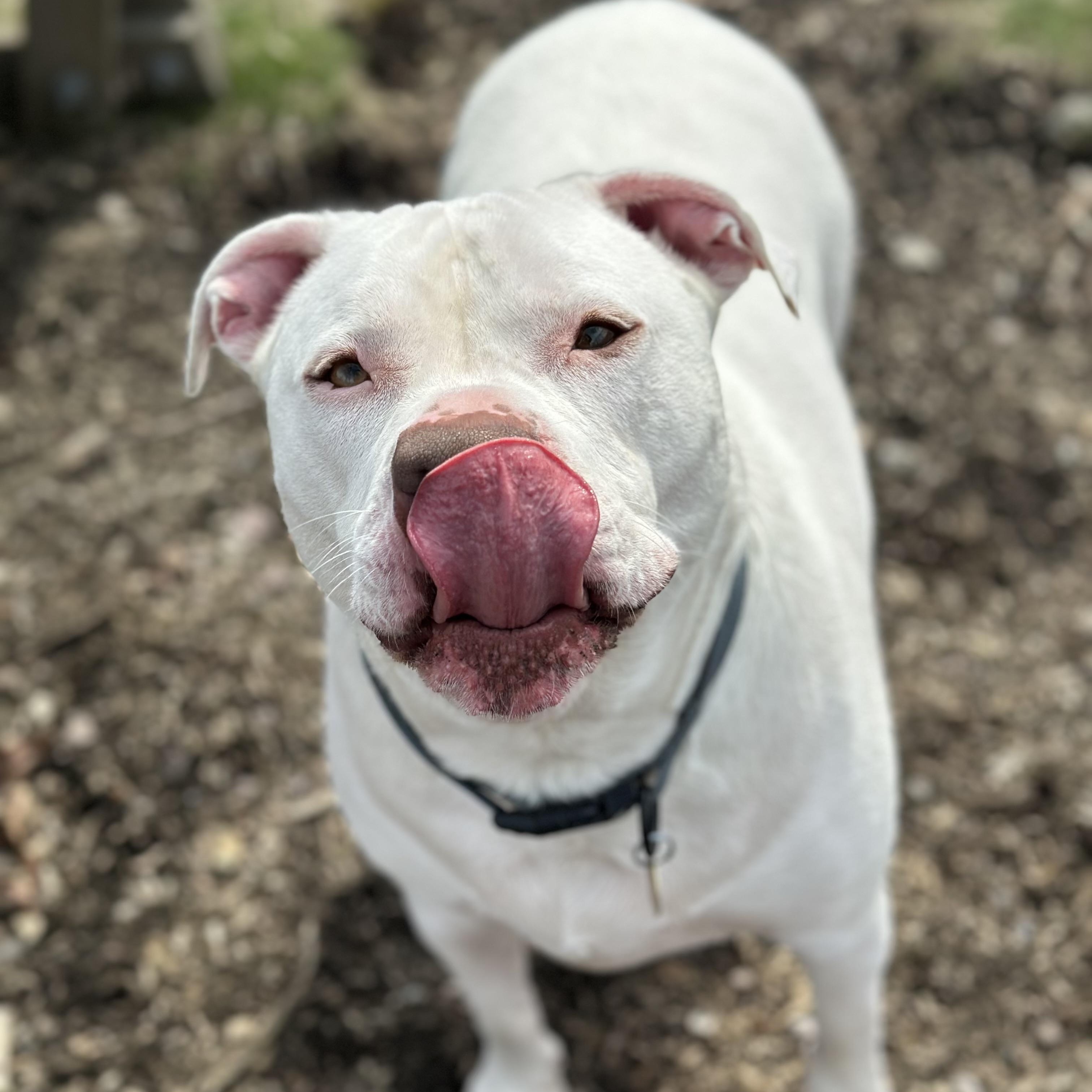 Enlarge Jasper, an adoptable mixed breed in West Milford, NJ image 6/6