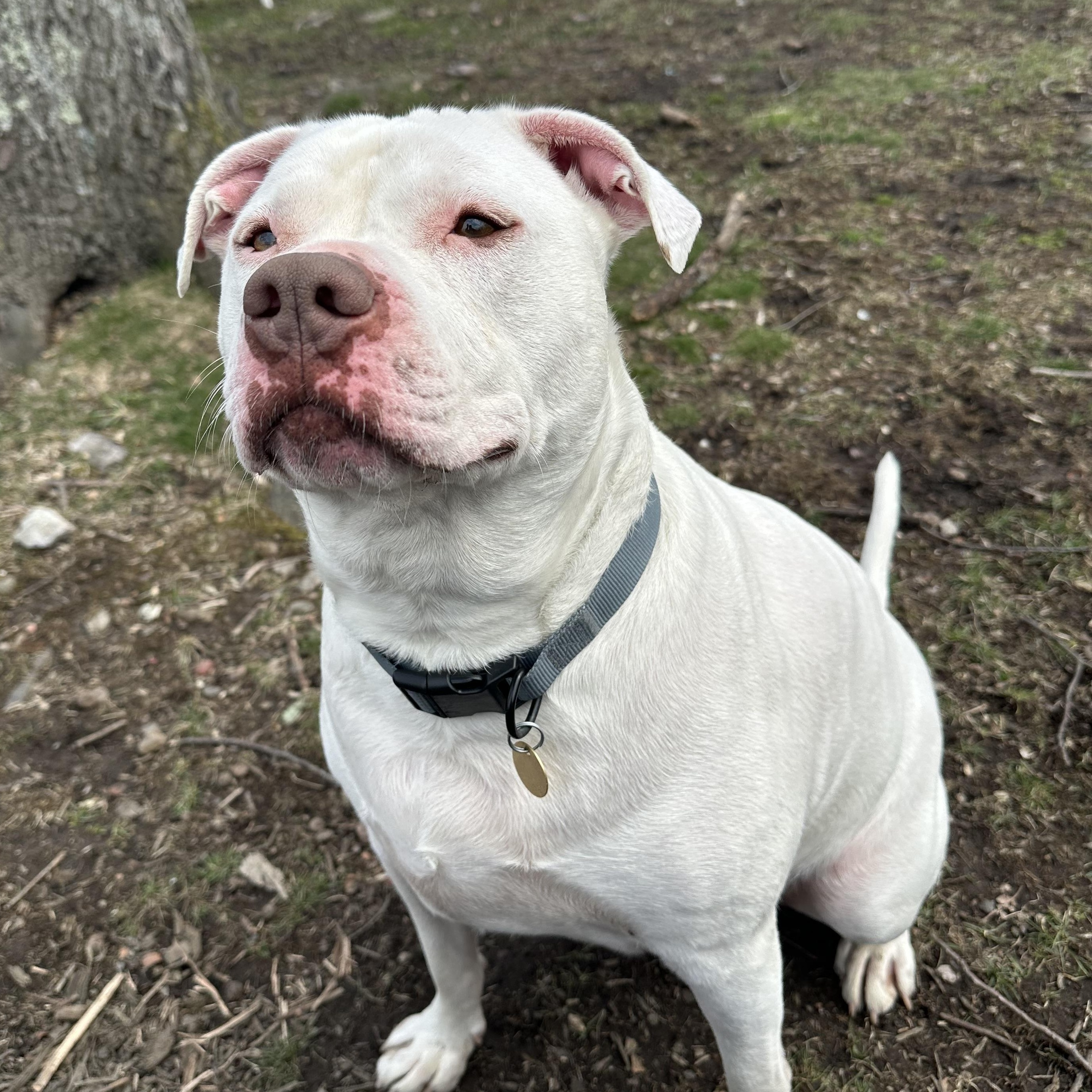Enlarge Jasper, an adoptable mixed breed in West Milford, NJ image 5/6
