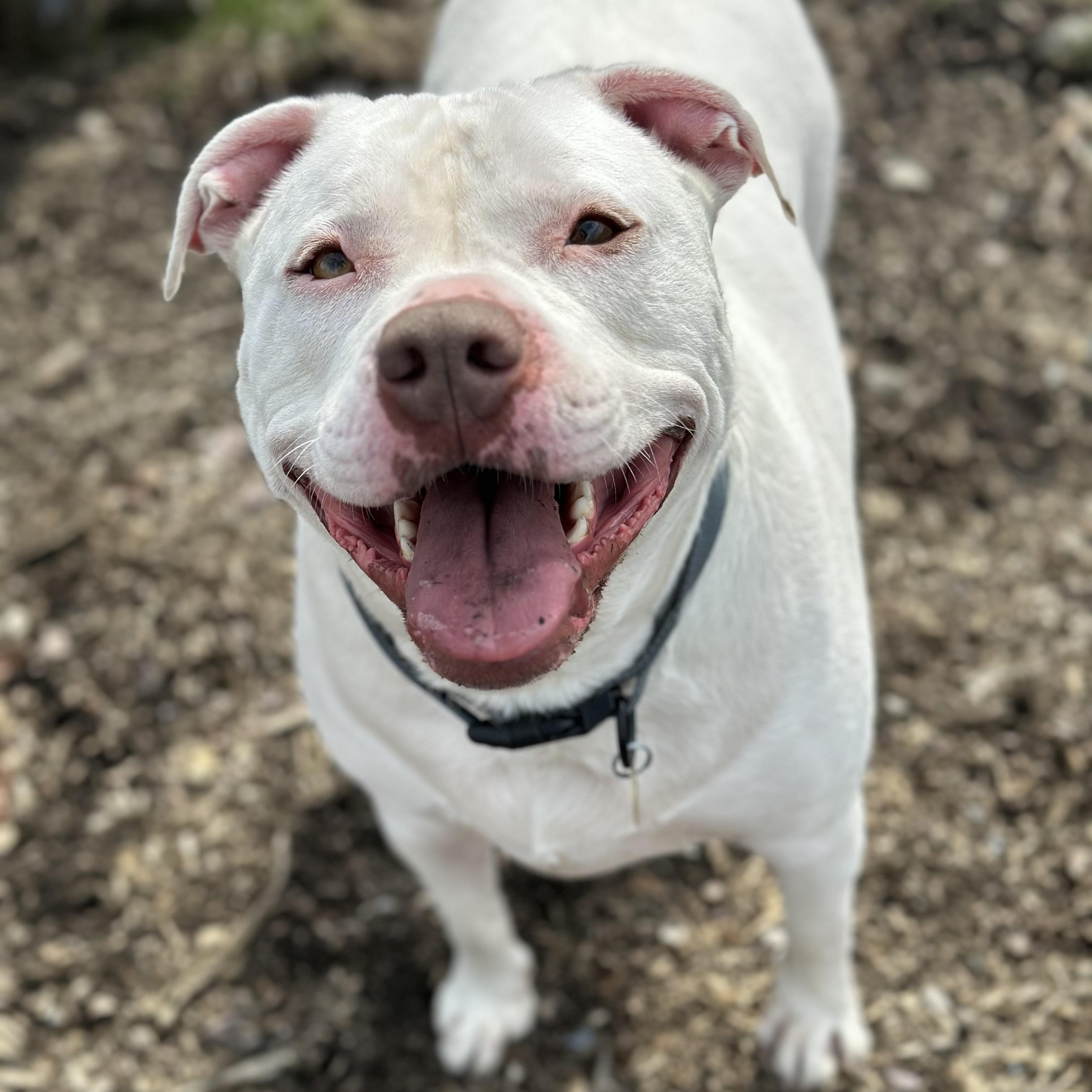 Jasper, adoptable, Young Male American Bully.