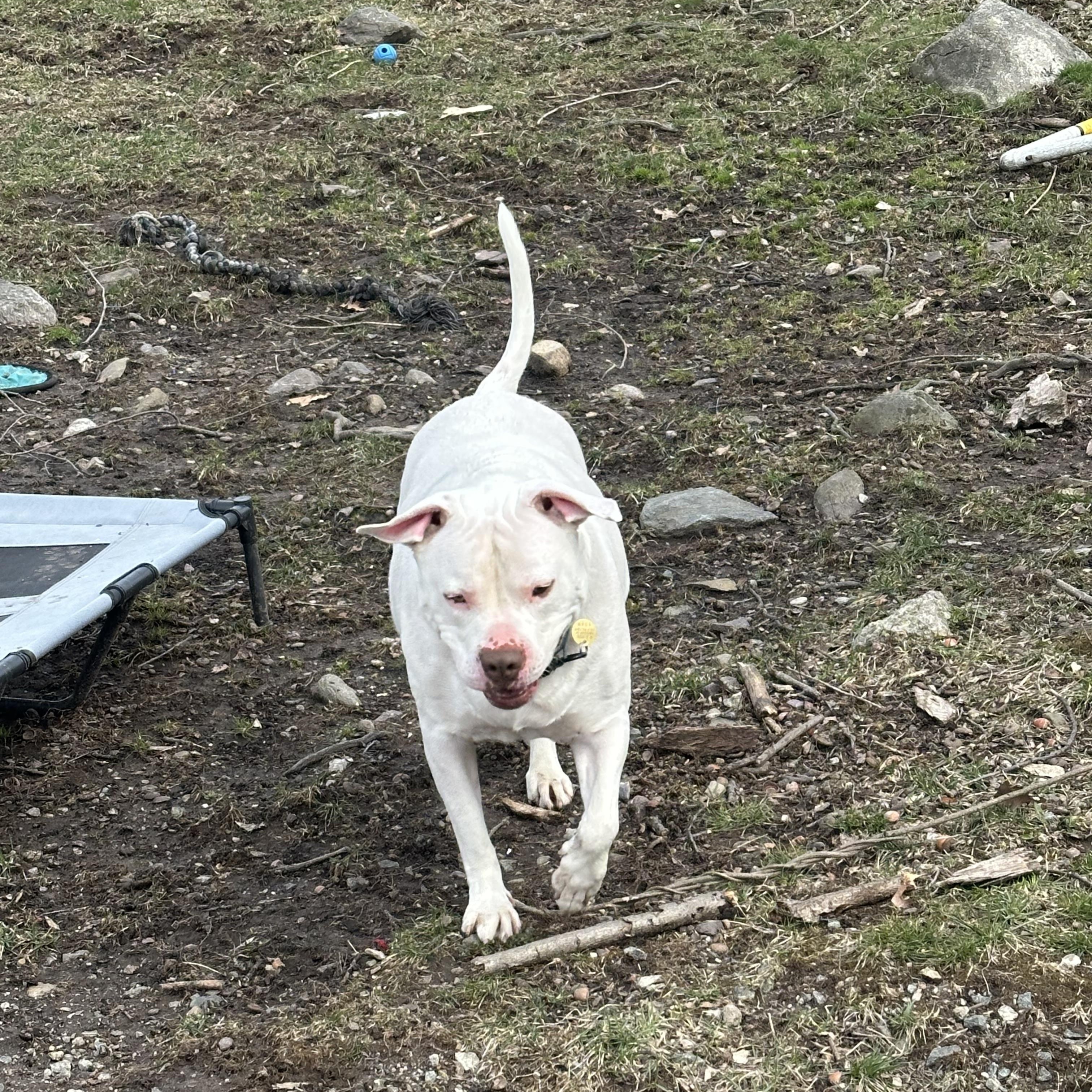 Enlarge Jasper, an adoptable mixed breed in West Milford, NJ image 4/6