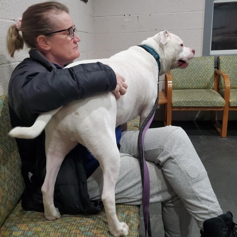 Jasper, an adopted mixed breed in West Milford, NJ image 5/6