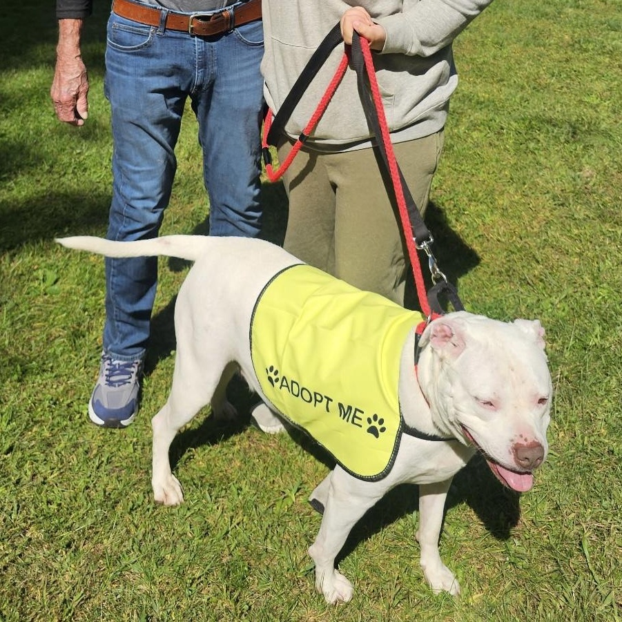 Enlarge Jasper, a Adoptable mixed breed in West Milford, NJ image 2/6