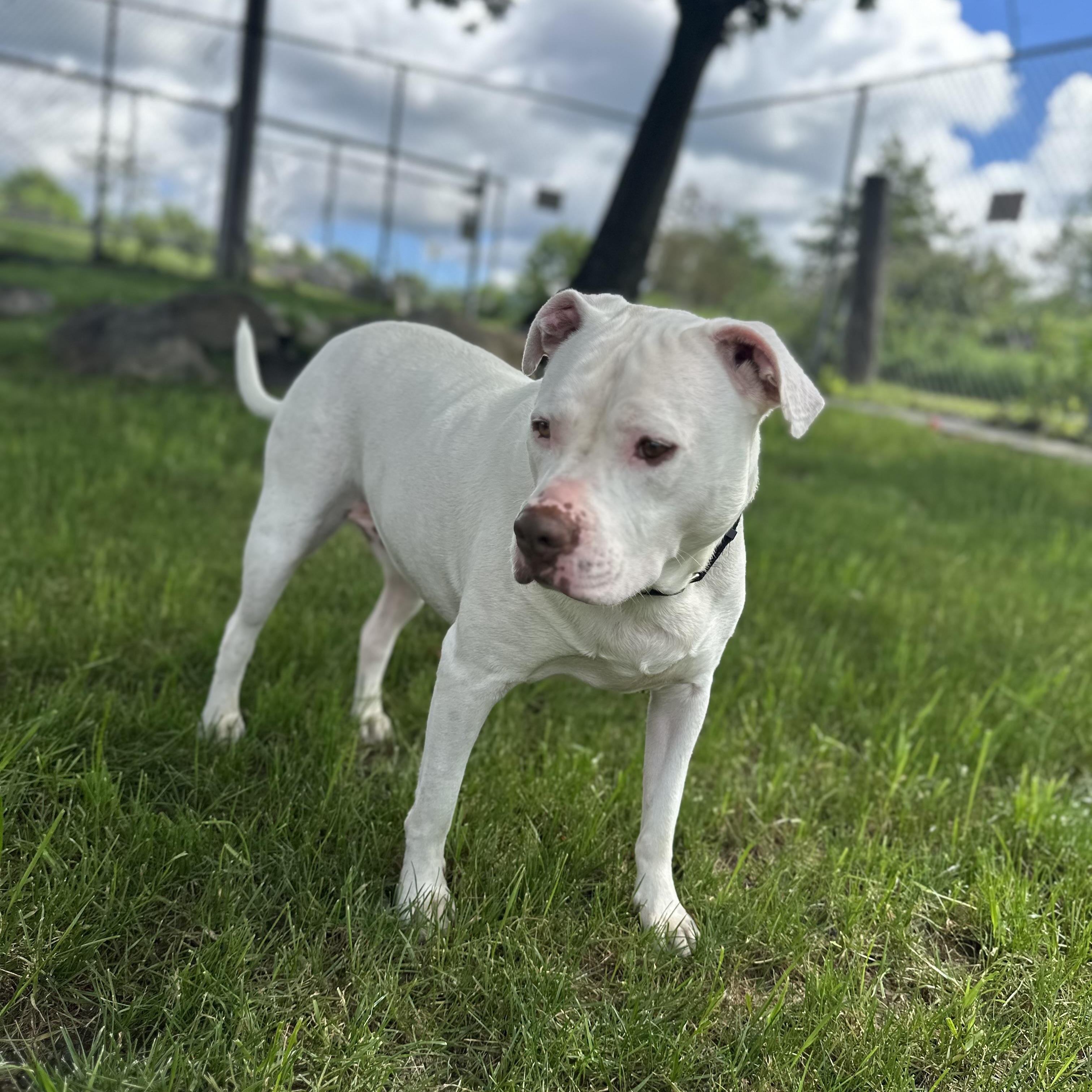 Enlarge Jasper, a Adoptable mixed breed in West Milford, NJ image 1/6