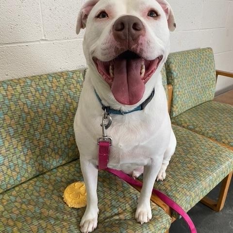 Jasper, an adopted mixed breed in West Milford, NJ image 3/6