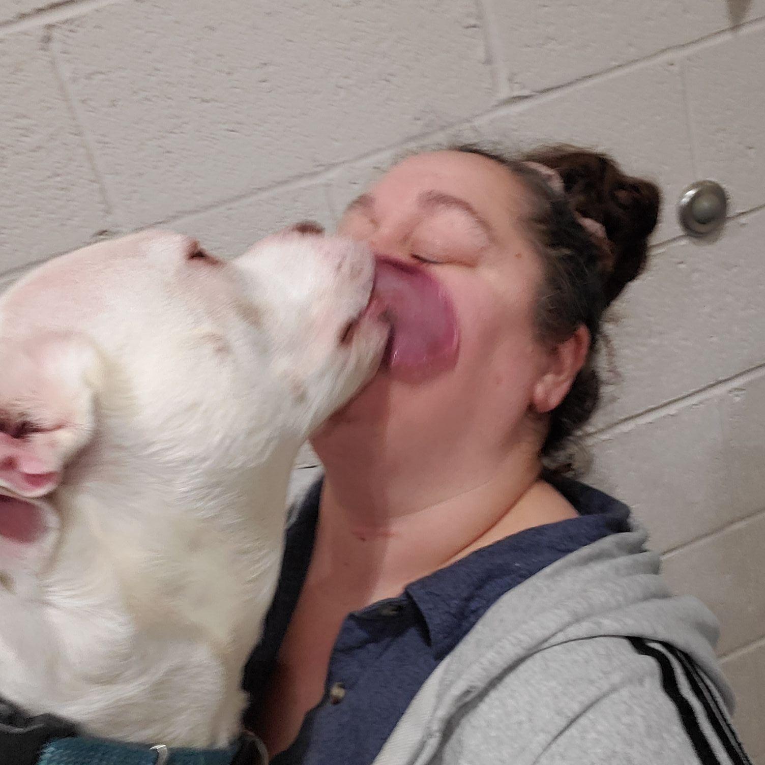 Jasper, an adopted mixed breed in West Milford, NJ image 4/6