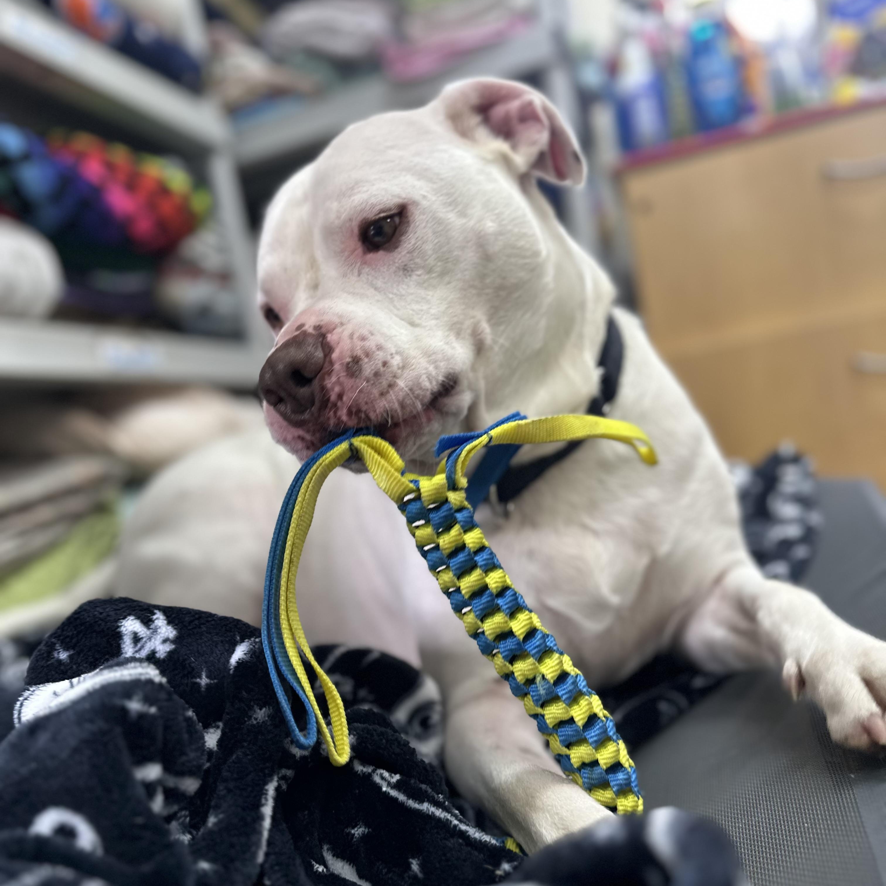 Enlarge Jasper, a Adoptable mixed breed in West Milford, NJ image 3/6