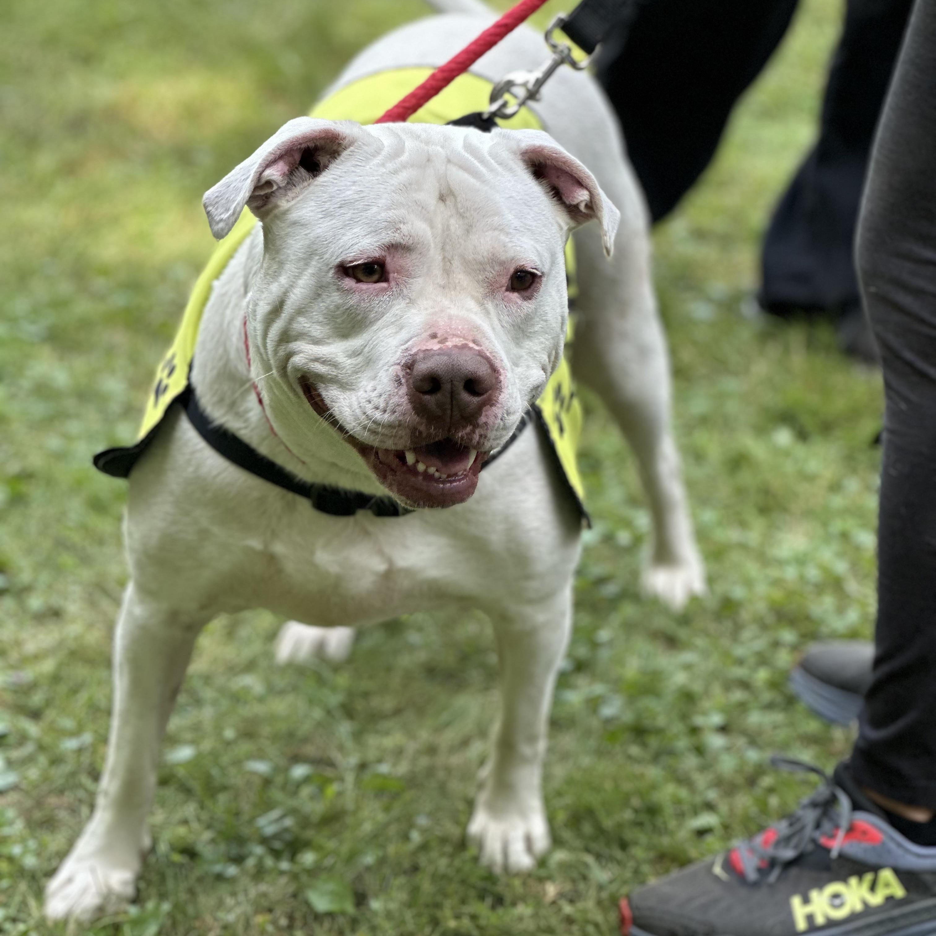 Enlarge Jasper, a Adoptable mixed breed in West Milford, NJ image 6/6