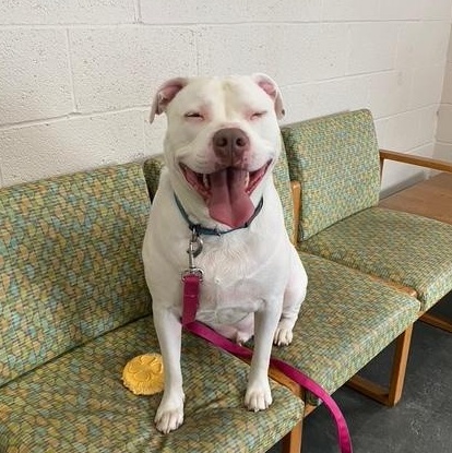 Jasper, adopted, Young Male American Bully.