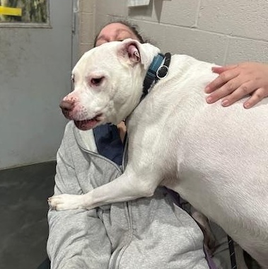 Jasper, an adopted mixed breed in West Milford, NJ image 6/6