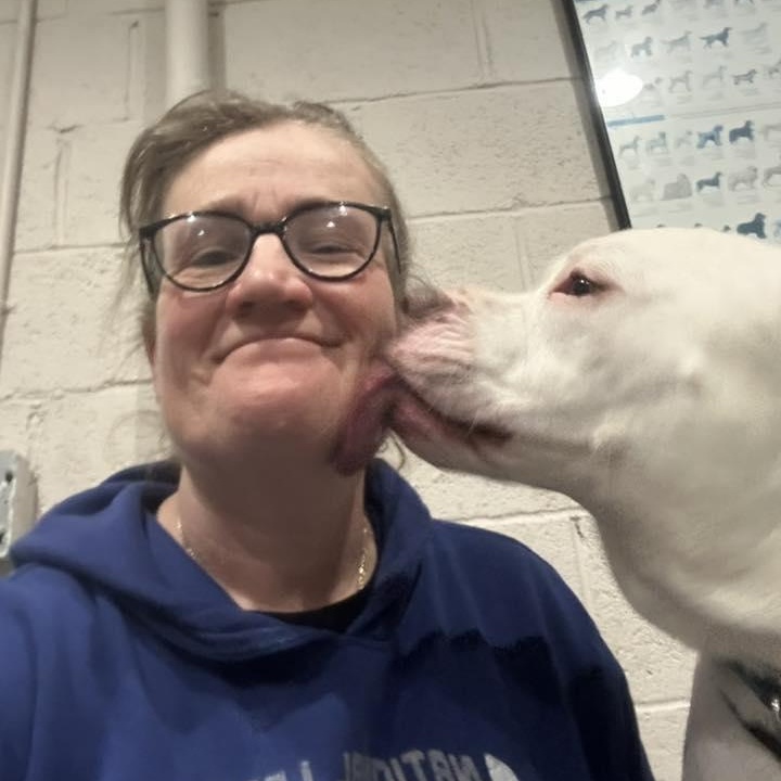 Jasper, an adopted mixed breed in West Milford, NJ image 2/6