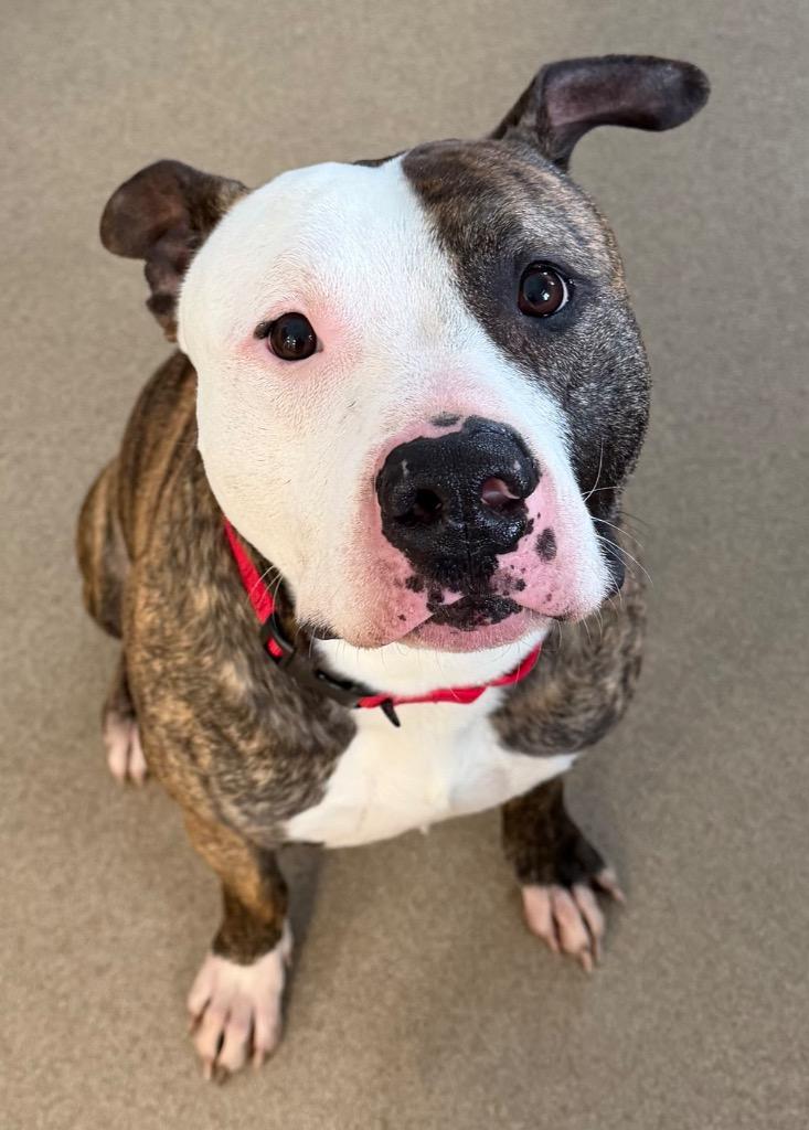 Phantom, Adoptable, Adult Male Pit Bull Terrier.