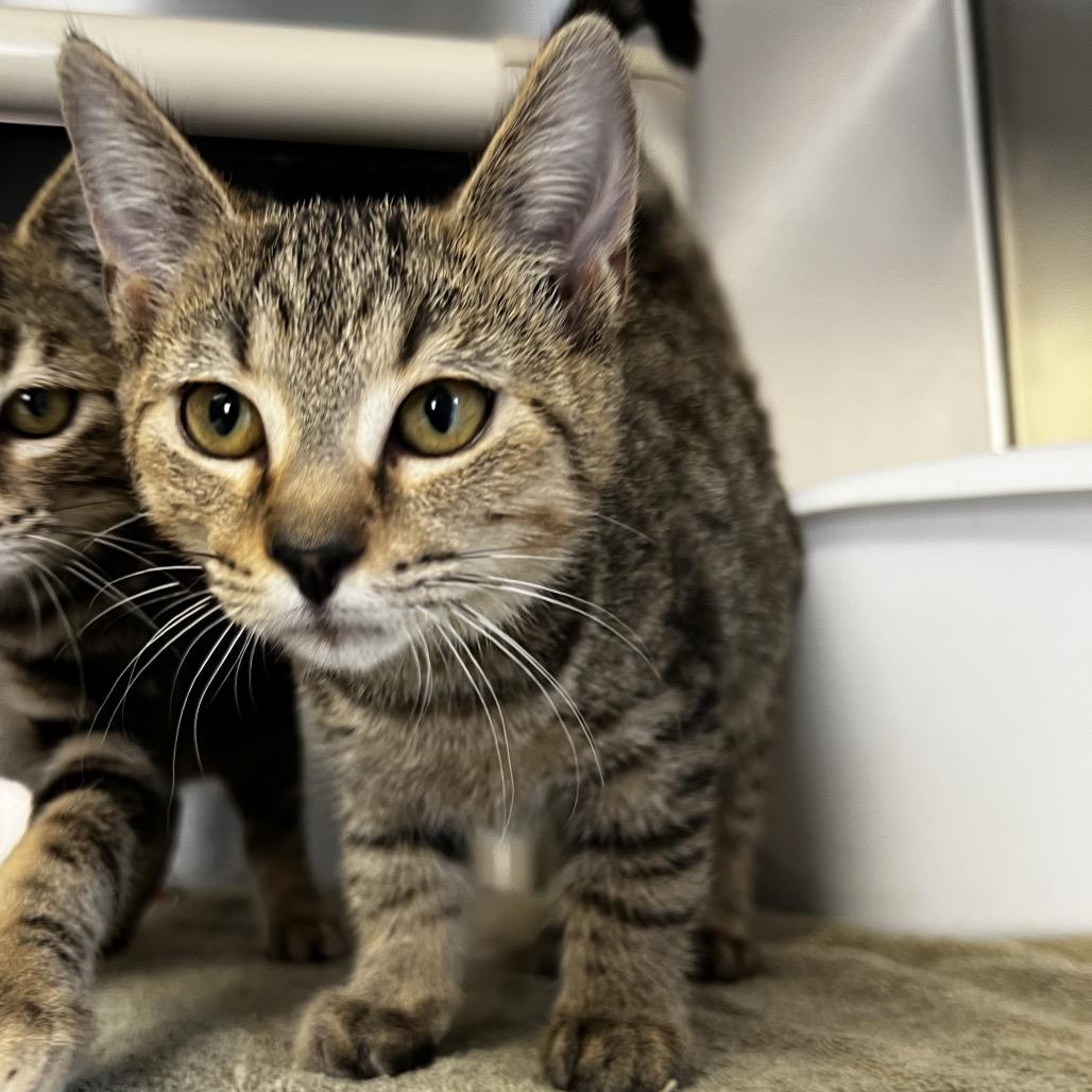 Enlarge Willow, a Adoptable Domestic Short Hair in Harrisville, WV image 1/1