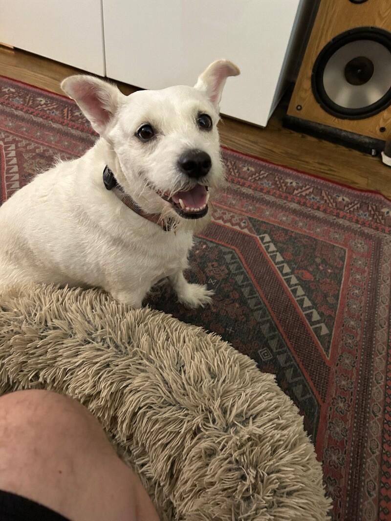 Stevie Nicks, Adoptable, Adult Female Terrier & Mixed Breed.