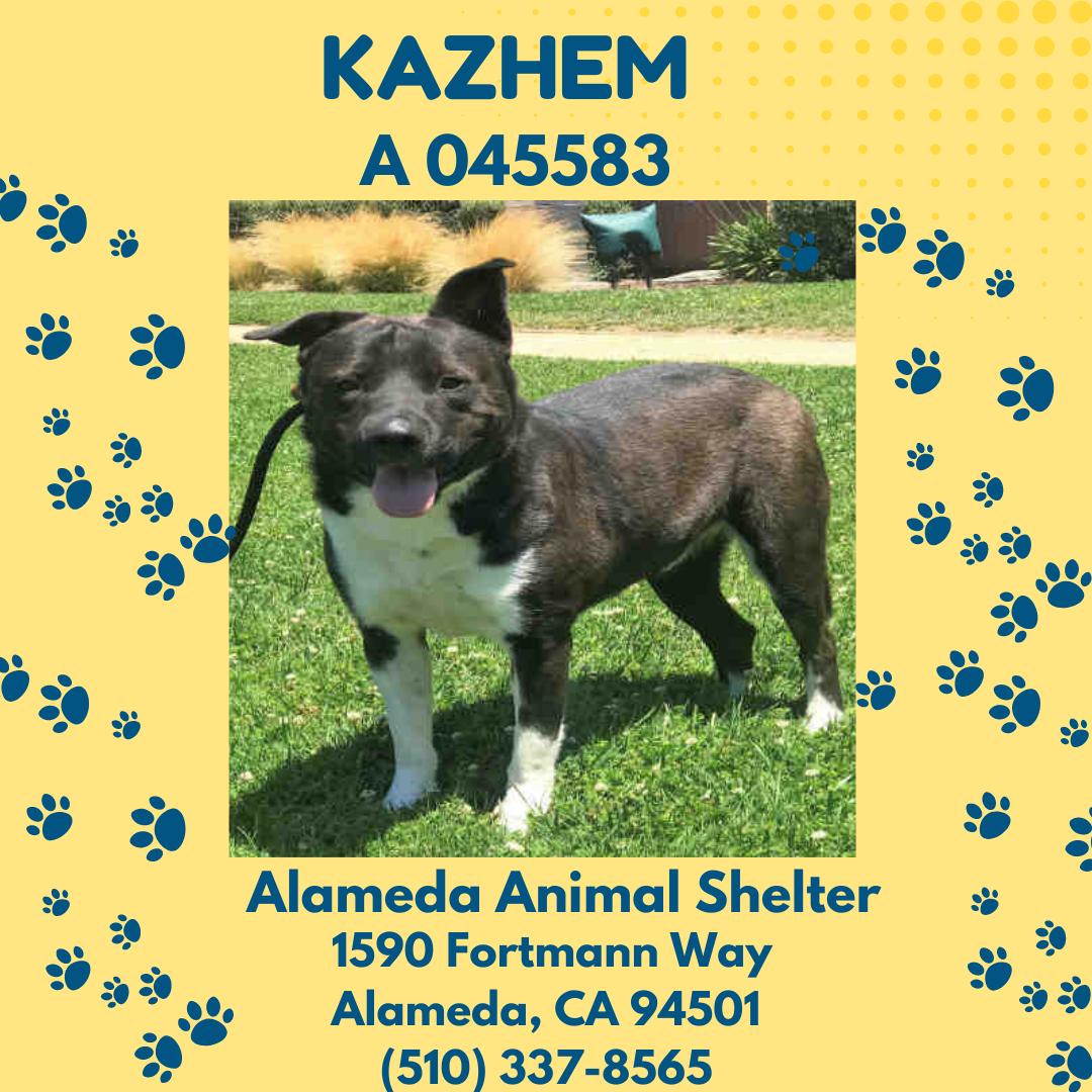 **Kazhem**, Adoptable, Adult Male Akita.