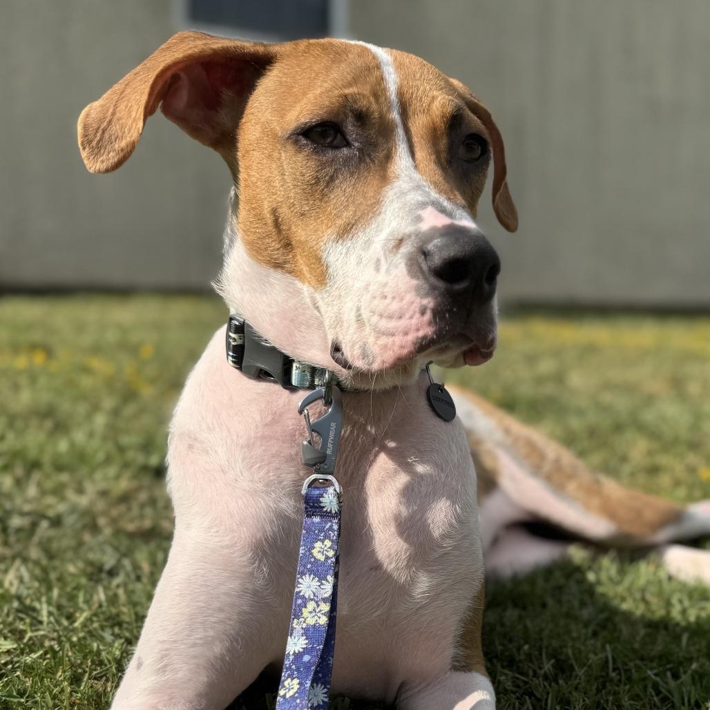 Toby, Adoptable, Young Male Terrier.