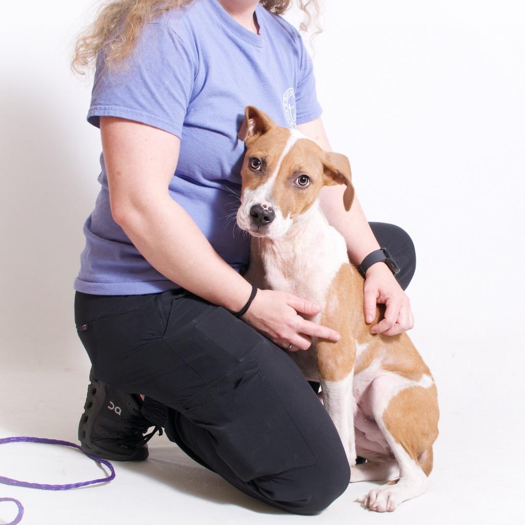 Toby, a Adoptable Terrier in Montgomery, AL image 2/6