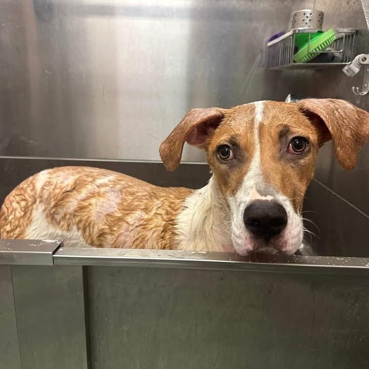 Toby, a Adoptable Terrier in Montgomery, AL image 4/6