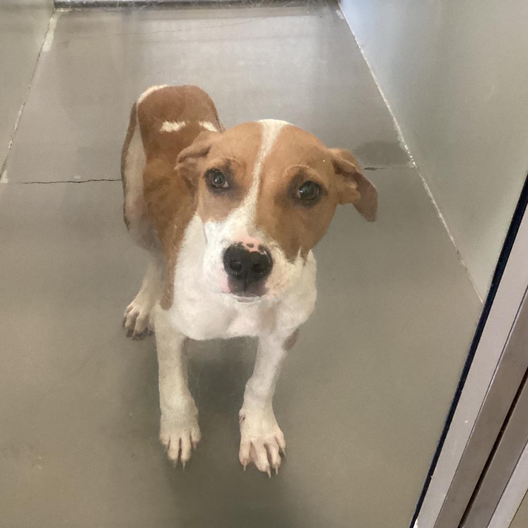 Toby, a Adoptable Terrier in Montgomery, AL image 6/6