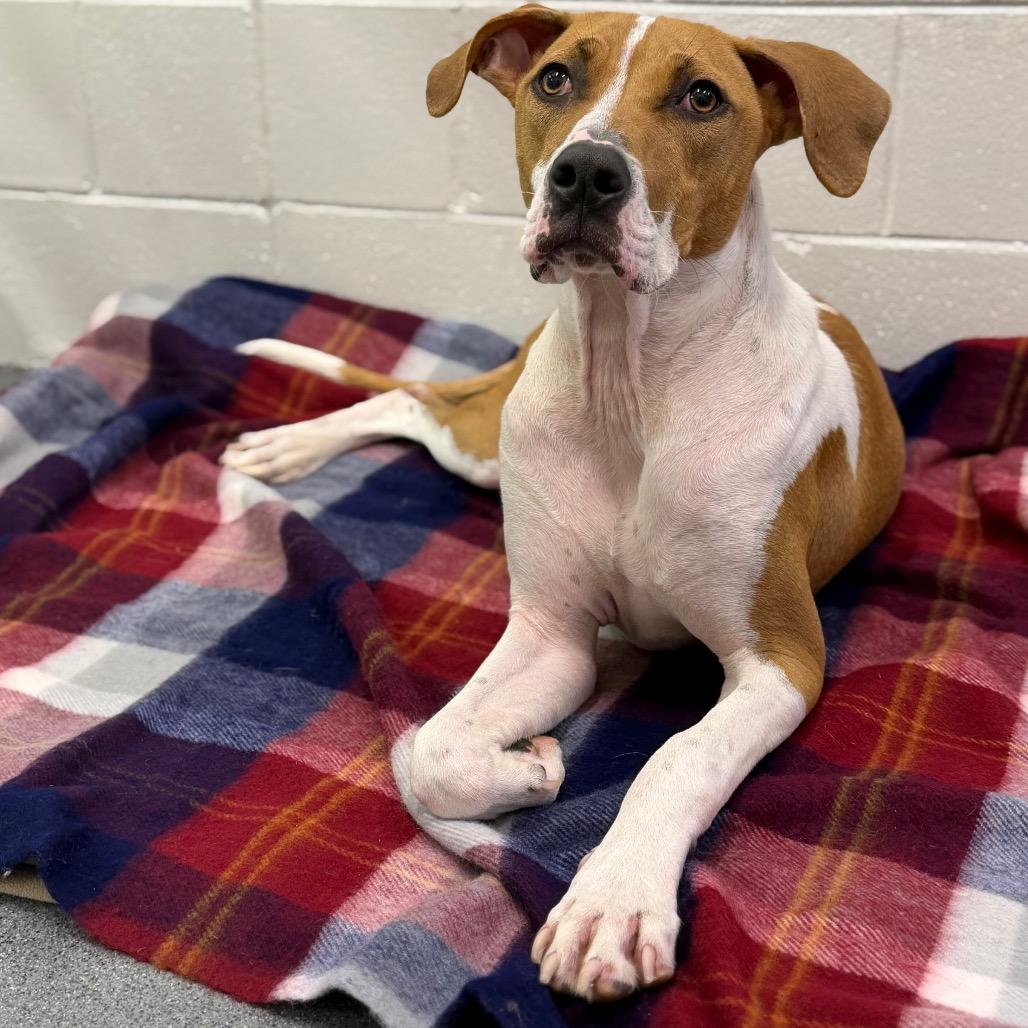 Enlarge Toby, a Adoptable Terrier in Montgomery, AL image 6/6