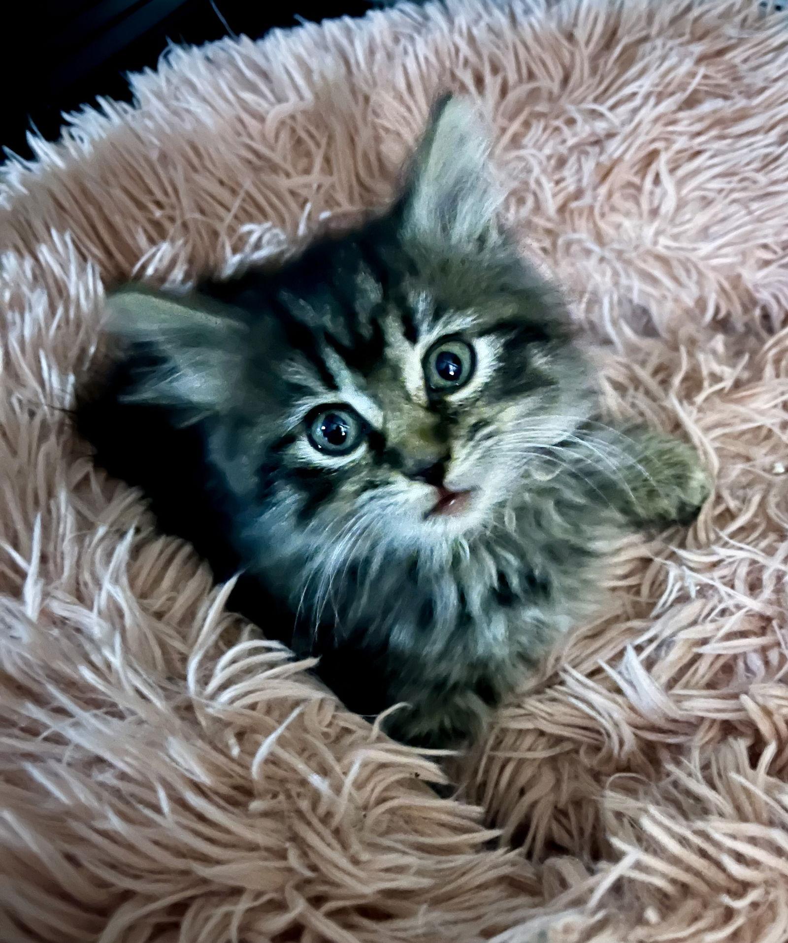 Kookaburra, Adoptable, Kitten Female Domestic Long Hair.