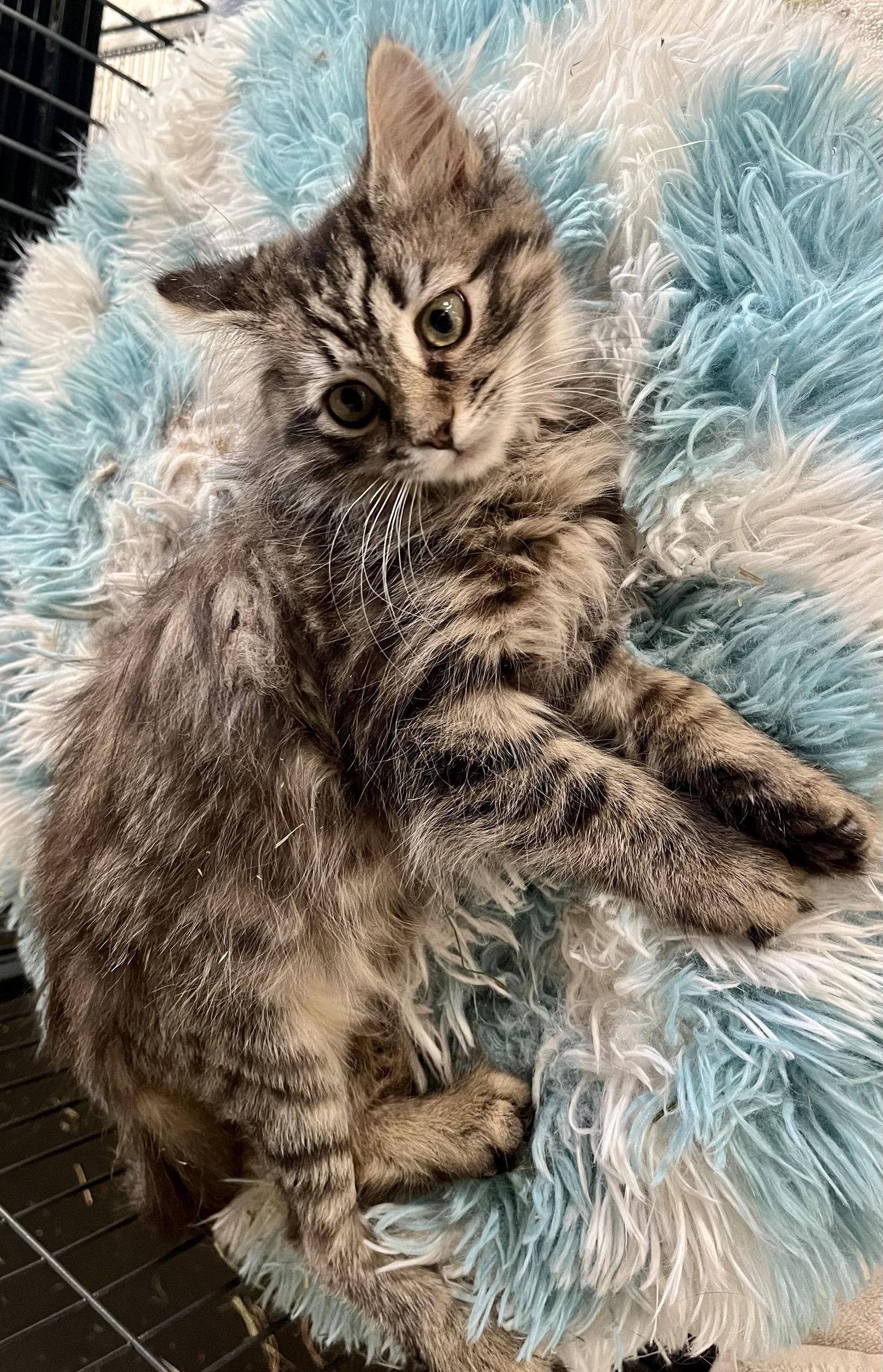 Kookaburra, a Adoptable Domestic Long Hair in Lexington, SC image 2/3