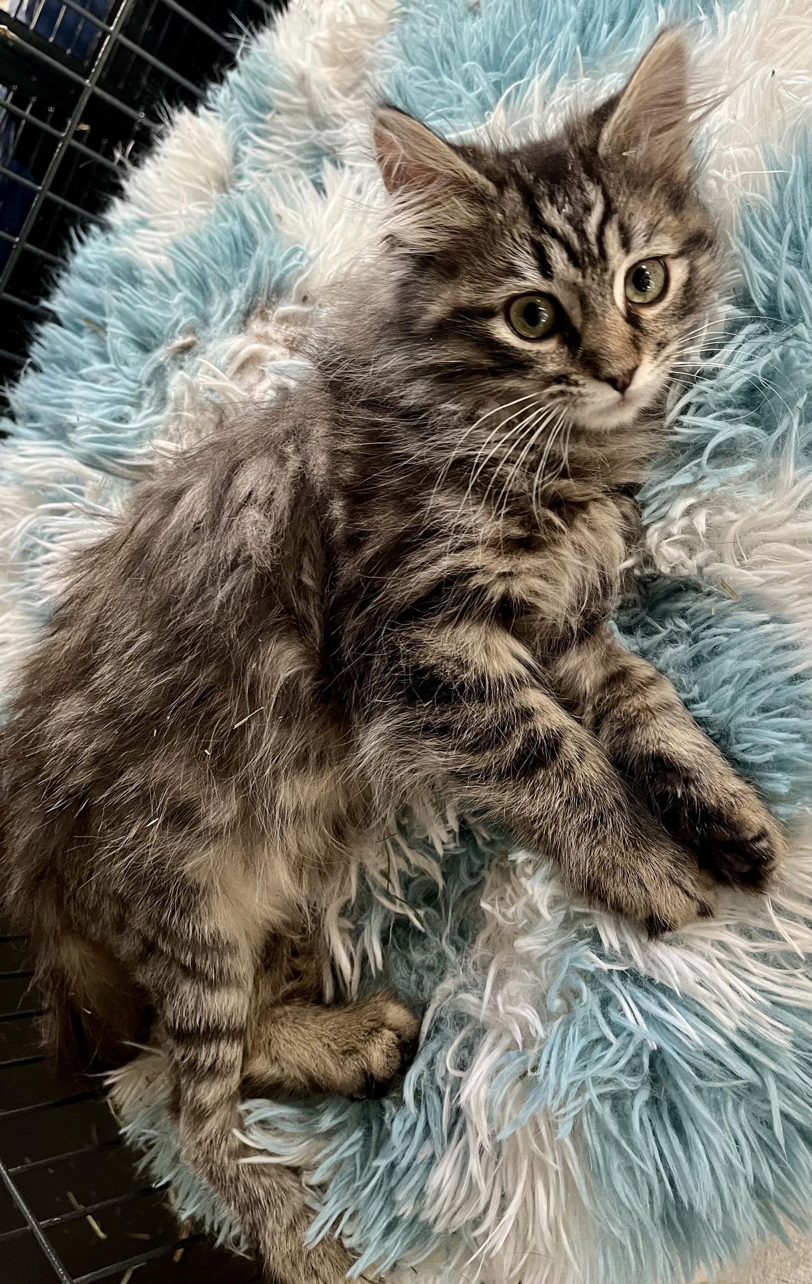 Kookaburra, a Adoptable Domestic Long Hair in Lexington, SC image 3/3