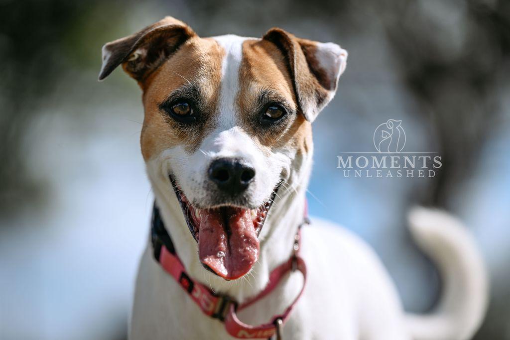 Cannelle , Adoptable, Adult Female Terrier.