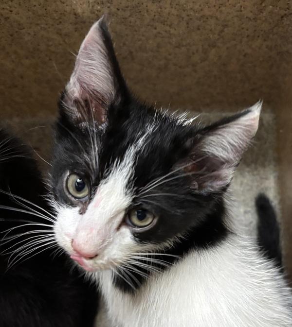 Enlarge Ribbon Candy, a Adoptable mixed breed in Silverdale, WA image 1/1