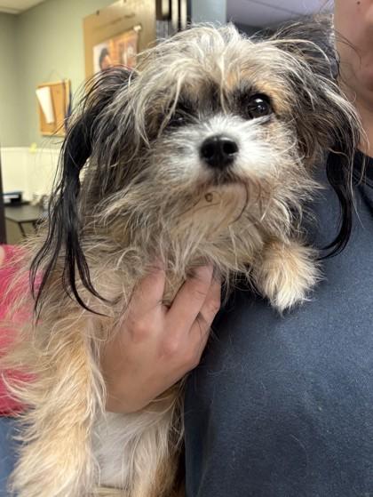 Priscilla, Adoptable, Adult Female Shih Tzu & Mixed Breed.