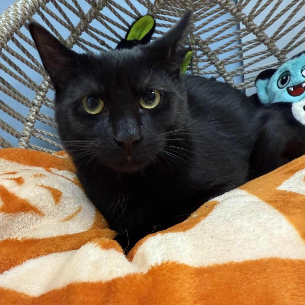 Arcee, Adoptable, Young Male Domestic Short Hair.