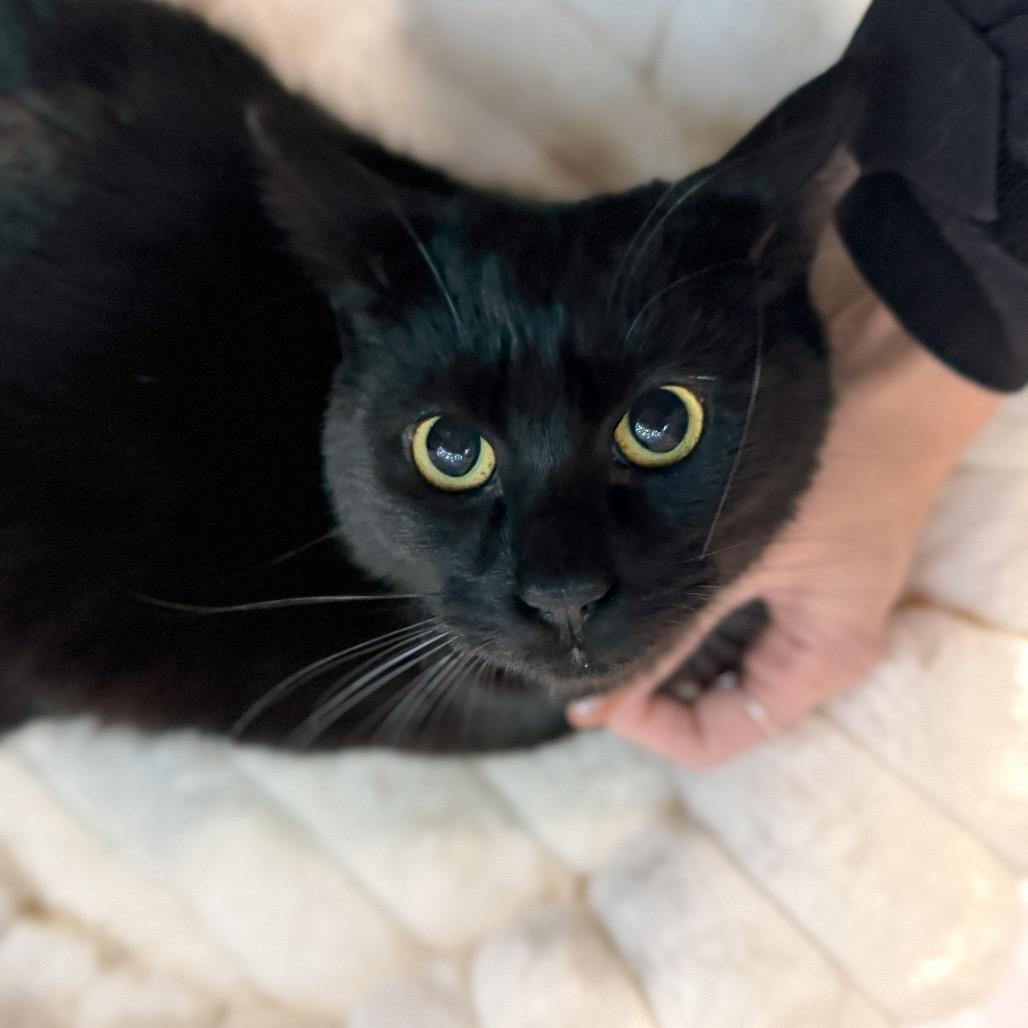 Arcee, a Adoptable Domestic Short Hair in Pasadena , MD image 2/6