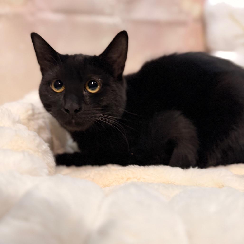 Arcee, a Adoptable Domestic Short Hair in Pasadena , MD image 3/6