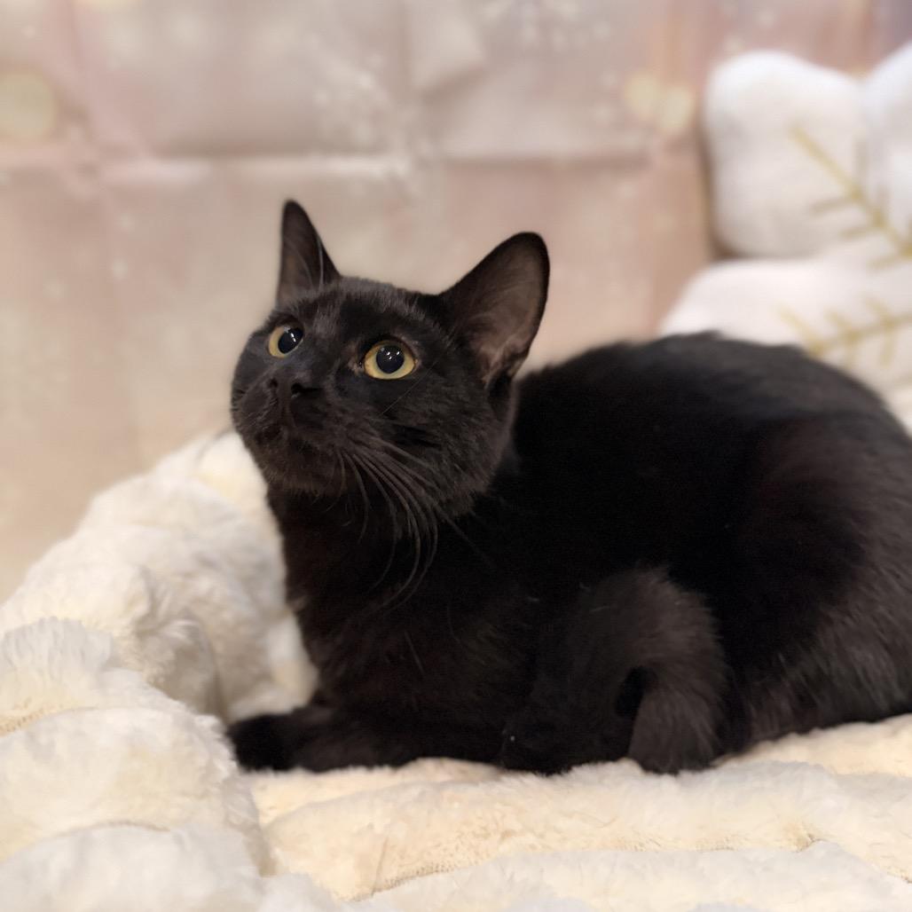 Arcee, a Adoptable Domestic Short Hair in Pasadena , MD image 4/6