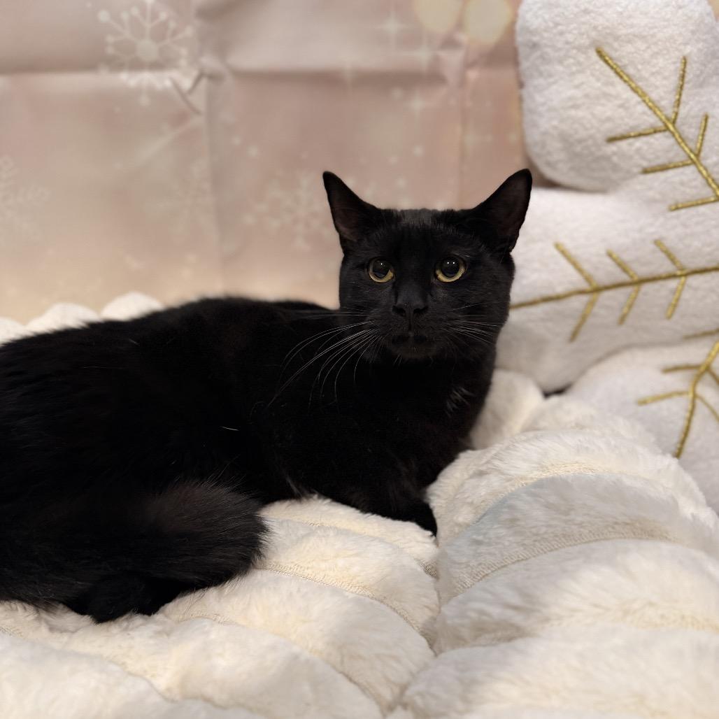 Arcee, a Adoptable Domestic Short Hair in Pasadena , MD image 5/6